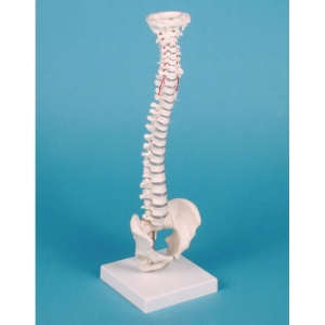 Miniature Spinal Column Model